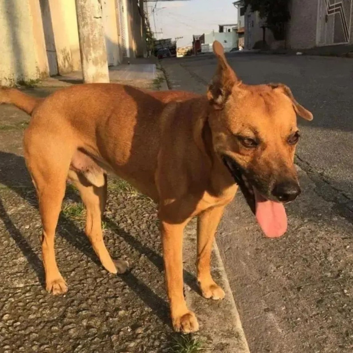 Foto do Rabito
